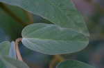 Wooly croton